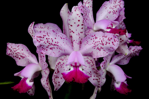 Cattleya Pink Leopard 'John's Pick' AM 80 pts.